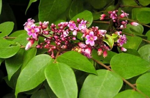 6. Khế 1 bài thuốc trị viêm họng hạt 2