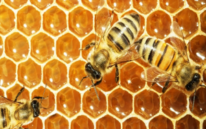 Keo ong - kháng sinh tự nhiên hiệu quả