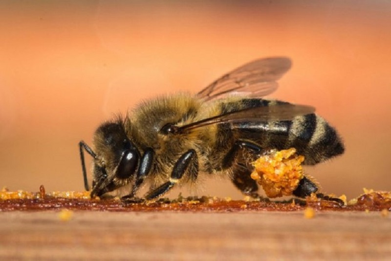 Keo ong là gì? 1
