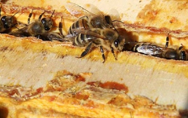Tác dụng và cách dùng keo ong hiệu quả 1