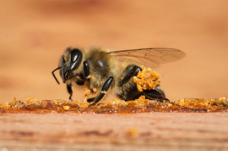 Những đối tượng không nên sử dụng sản phẩm chữa ho từ keo ong 1