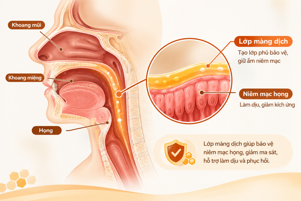 2.2. Giới hạn với ho có đờm hoặc ho do bệnh lý nền 1 Cơ chế hỗ trợ giảm ho của xịt họng tại chỗ